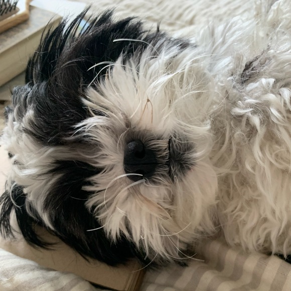 Meet your Posher, Cat - Picture 1 of 1